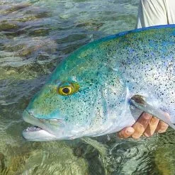 Flyfishing Masters Gigga Poppers Firetiger (30cm) -Flugor säljbutik gt popper 2 .jpg