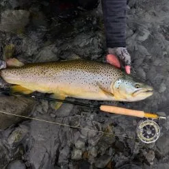 R.L. Winston WINSTON ALPHA Plus Flugspön -Flugor säljbutik winston alpha fish2